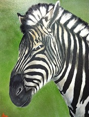 Zebra